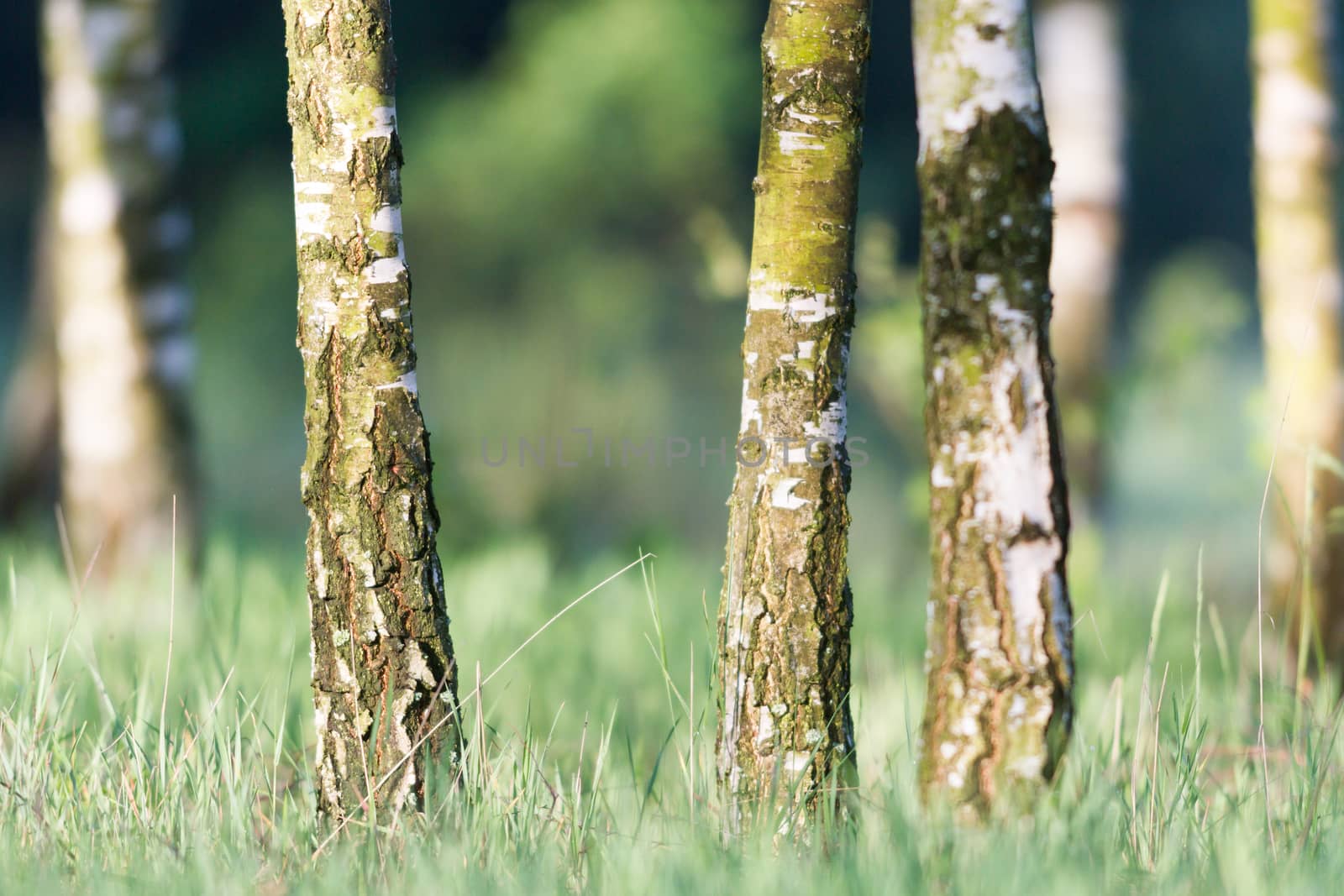 landscape of young grey forest with green trees, nature series