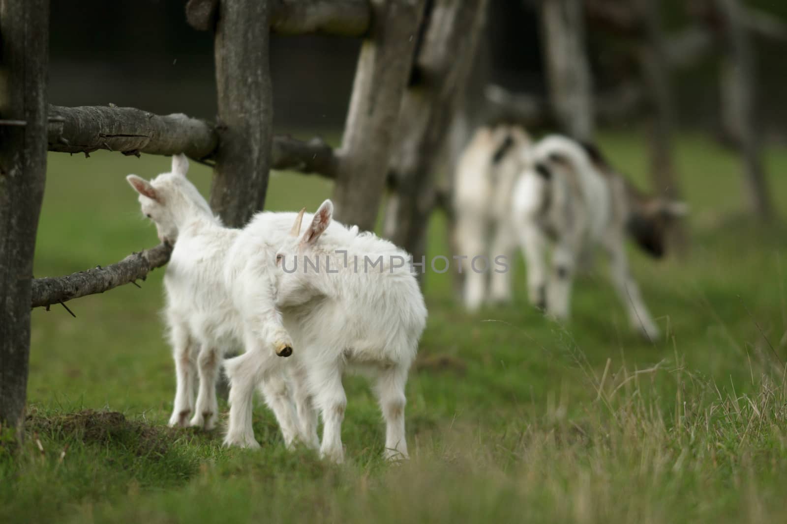 goat on summer pasture, nature series