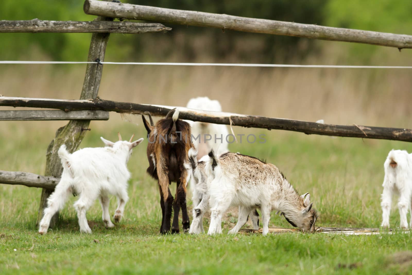 goat on summer pasture, nature series