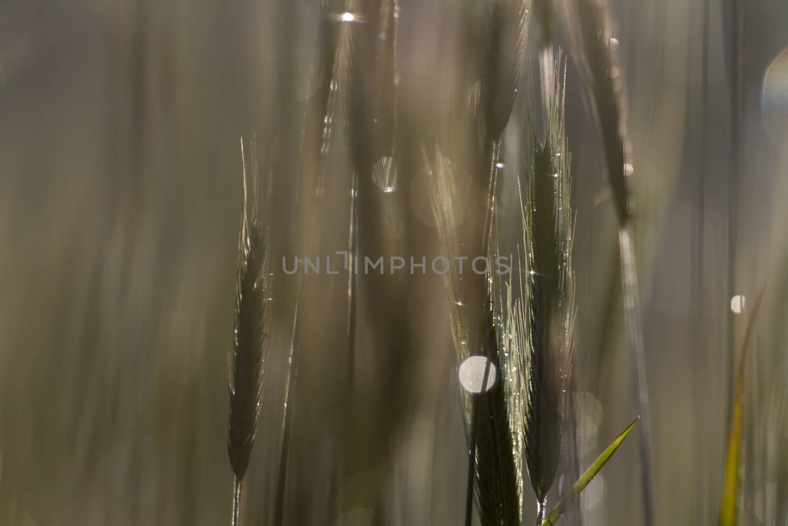 green spring grains, close up of yellow wheat ears on the field