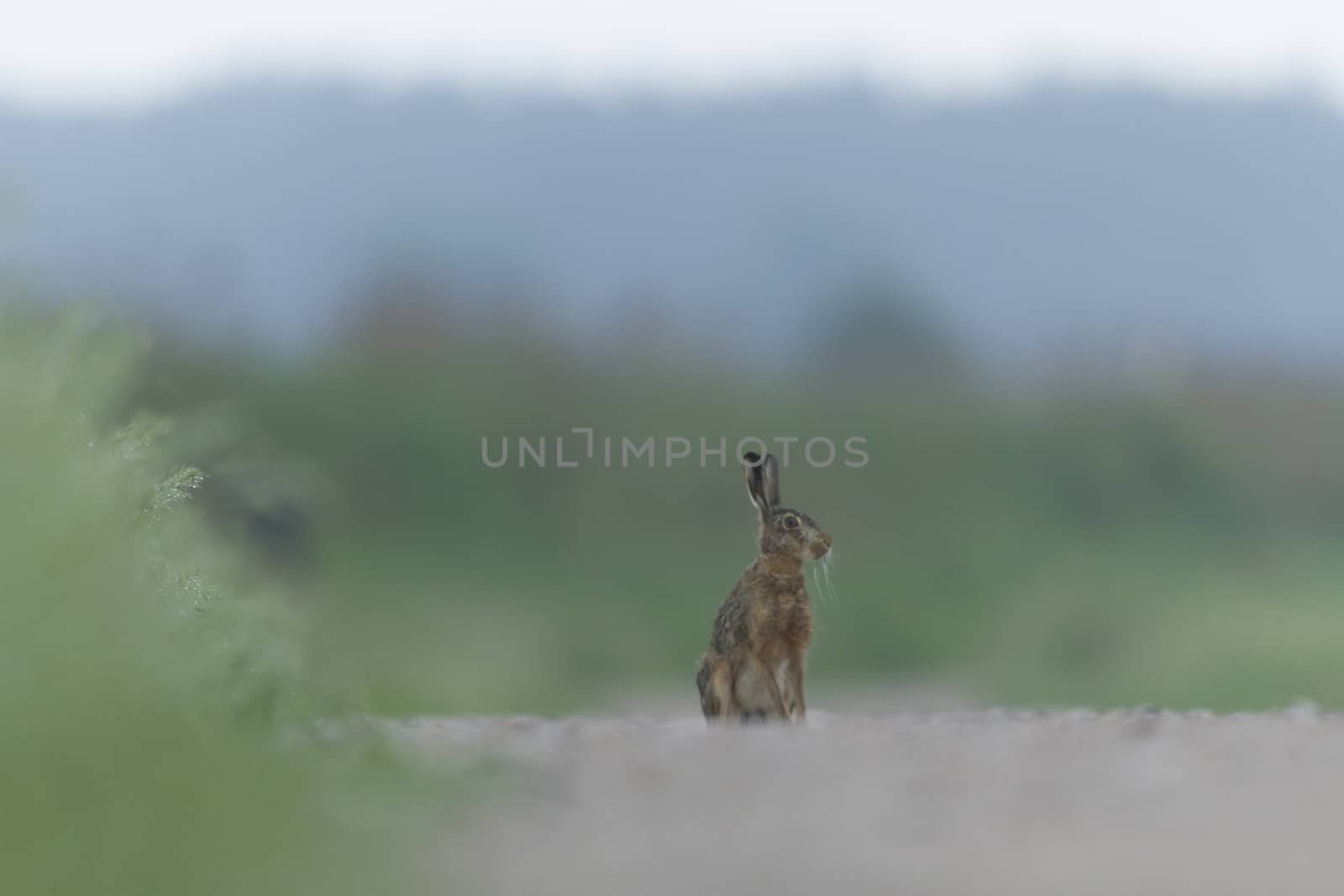cute grey hare standing on the grass, nature series