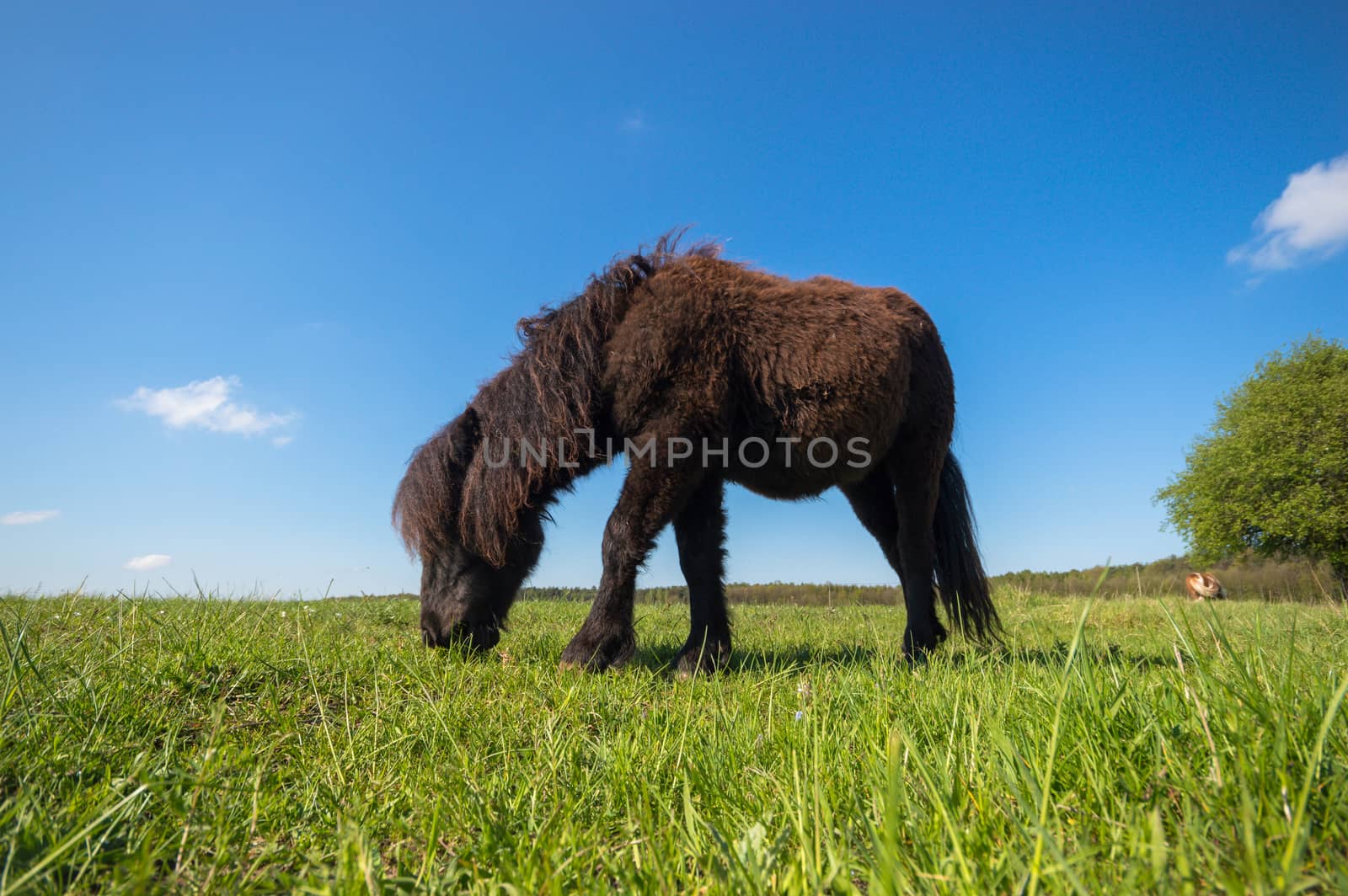 horse in a field, farm animals, nature series