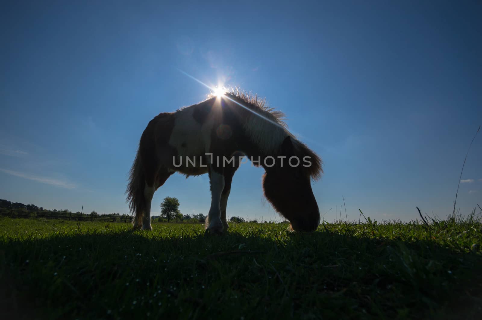 horse in a field, farm animals, nature series
