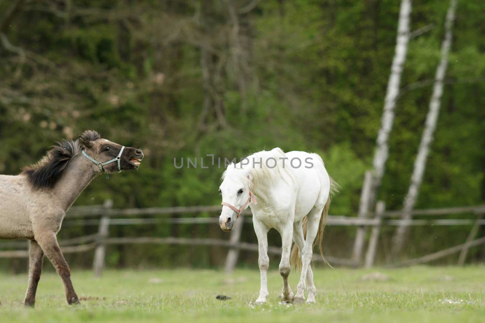 horse in a field, farm animals, nature series