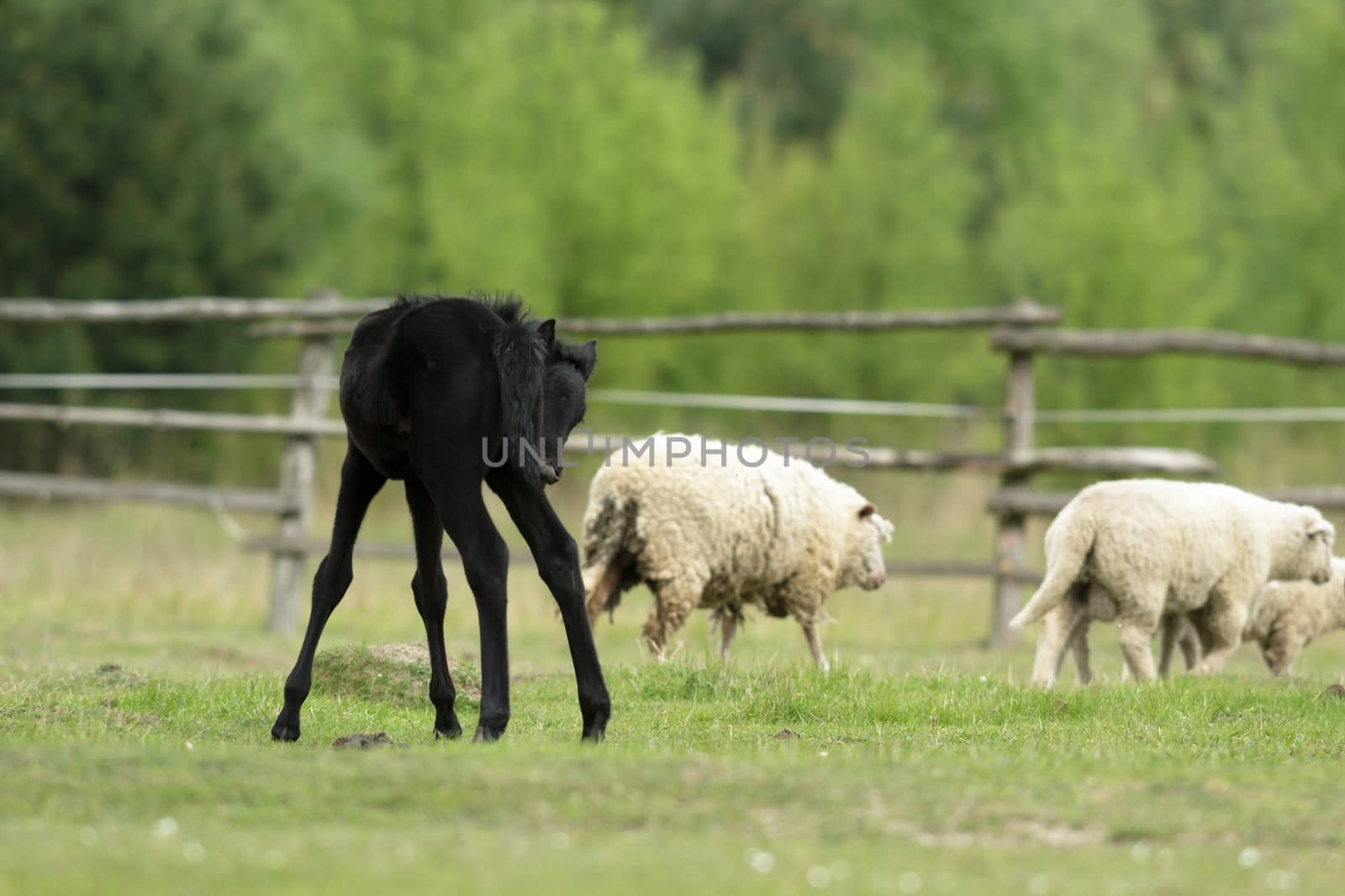 horse in a field, farm animals, nature series