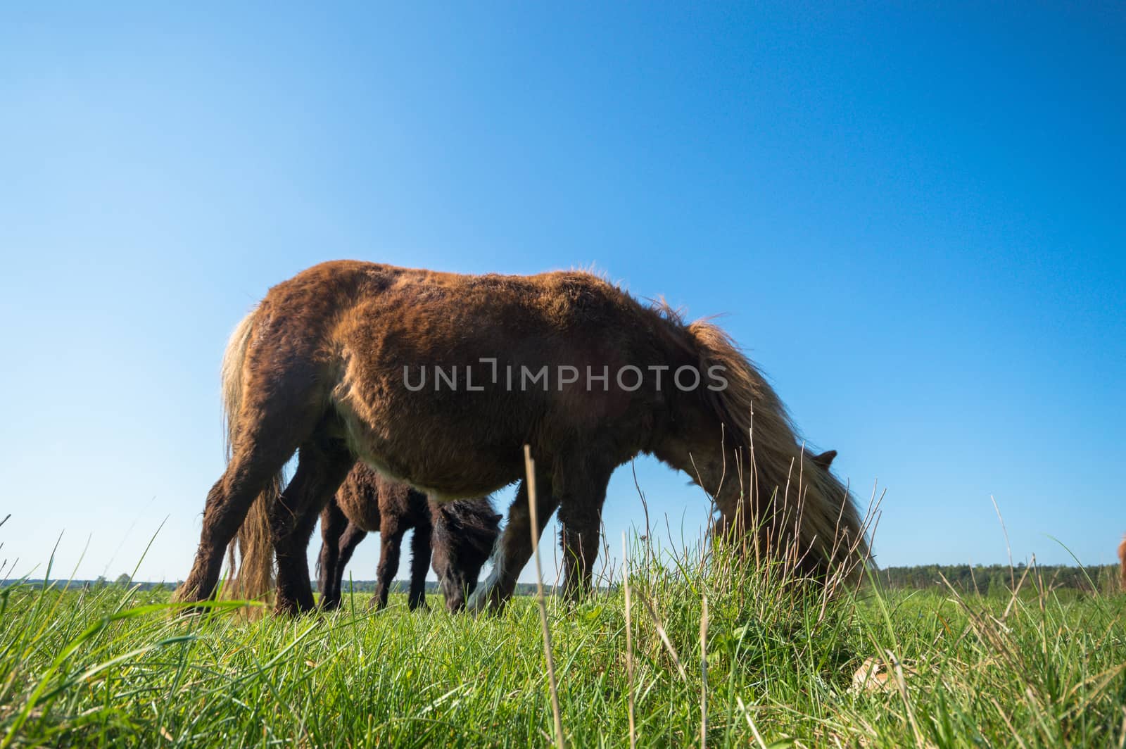 horse in a field, farm animals, nature series