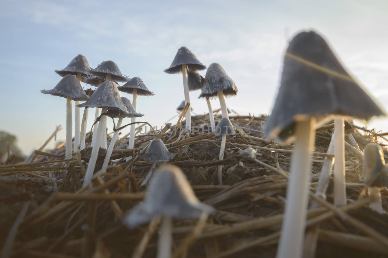 forest mushroom after longtime rain, nature series