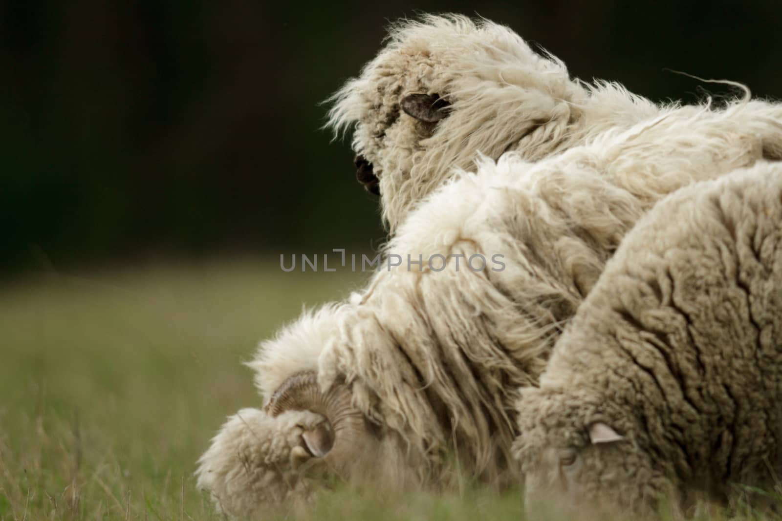 sheep on grass with blue sky, some looking at the camera