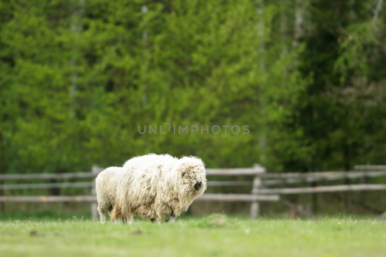 sheep on grass with blue sky, some looking at the camera