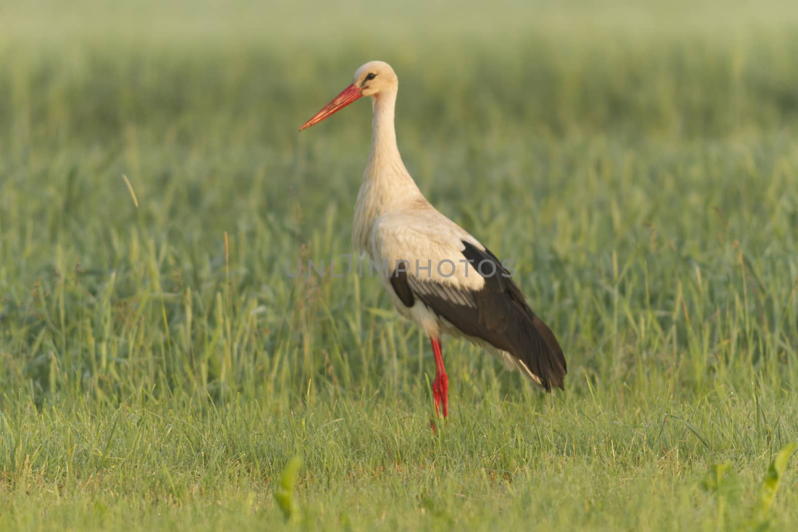 storks on green grass in sunny day, nature series