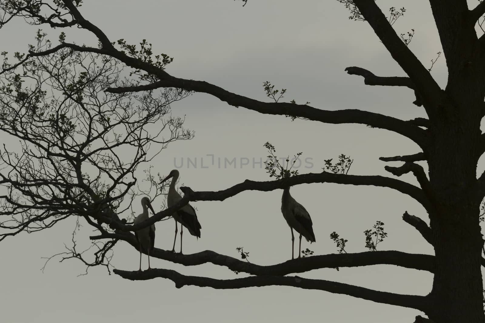 storks on green grass in sunny day, nature series