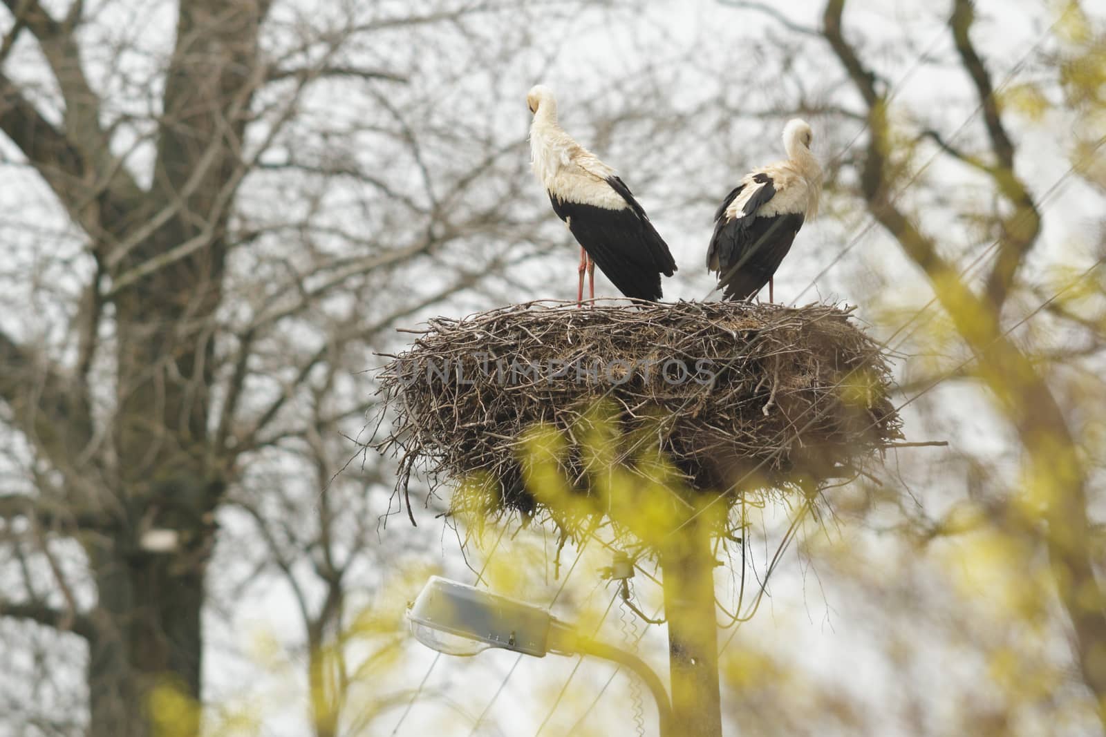 storks on green grass in sunny day, nature series