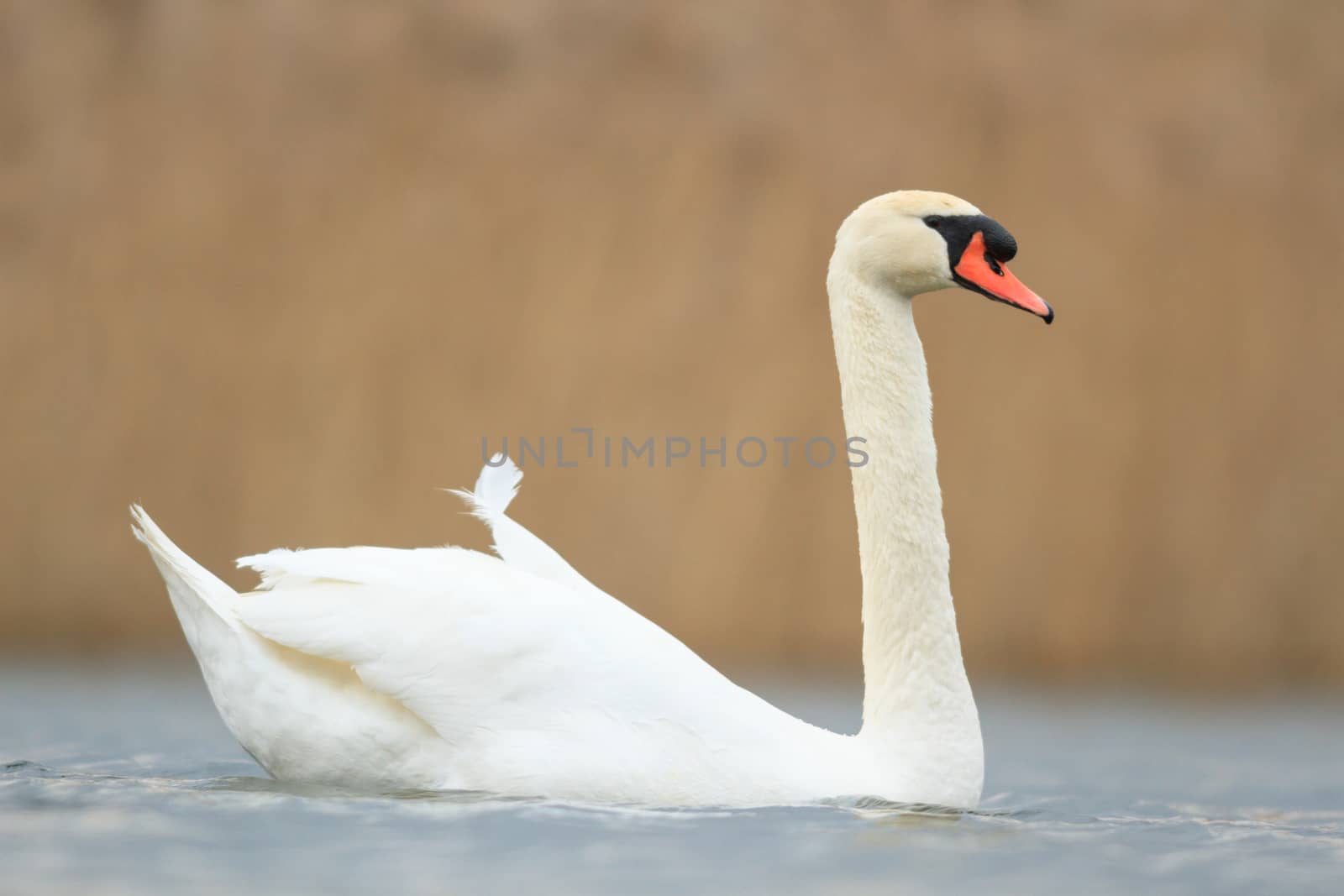 swan on blue lake in sunny day, swans on pond, nature series