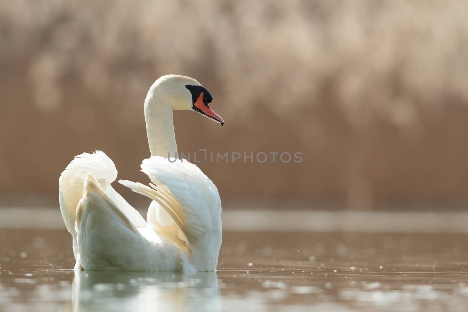 swan on blue lake in sunny day, swans on pond, nature series