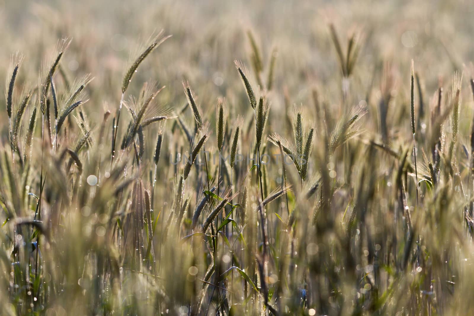 green spring grains, close up of yellow wheat ears on the field