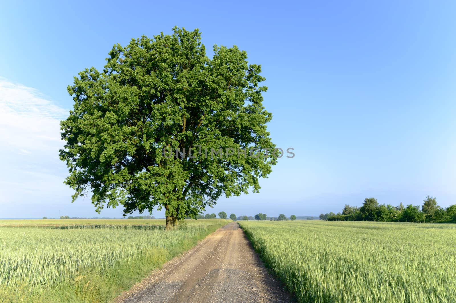 old big tree on color background with blue sky, nature series