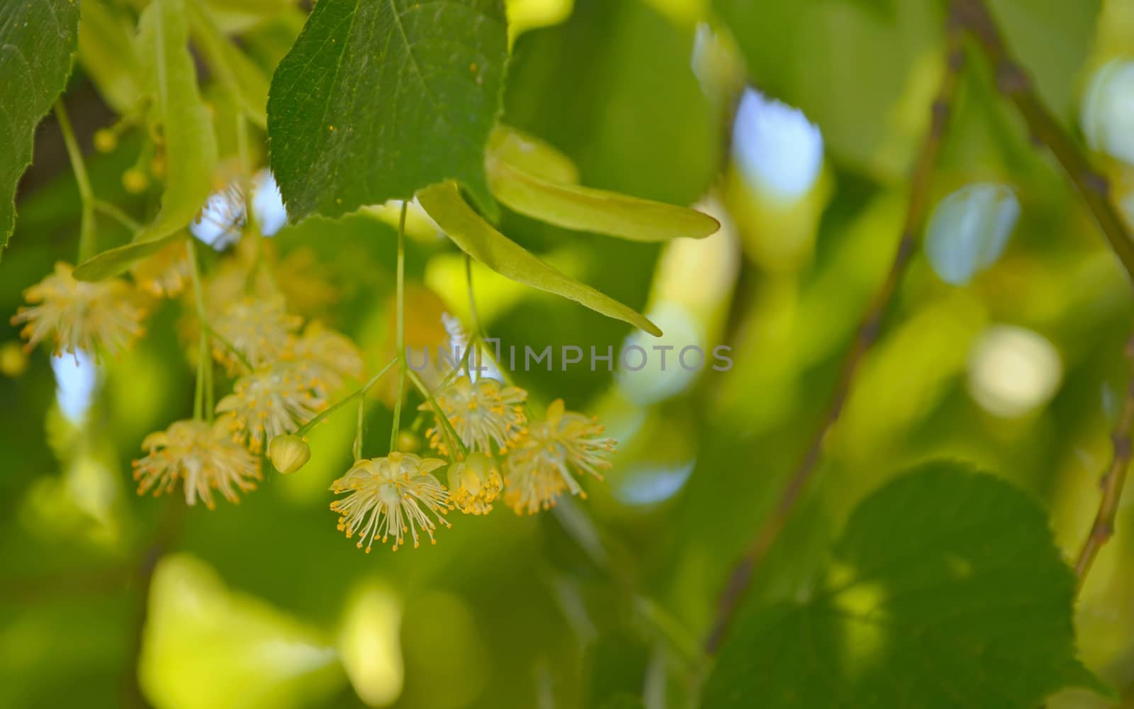Linden flowers and linden tree in spring time