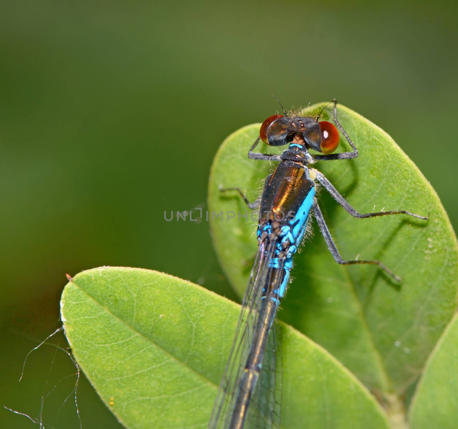 Blue Coenagrionidae on leaf in forest