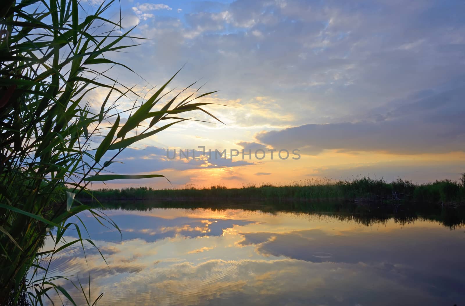 Reed against the sunset on Danube Delta