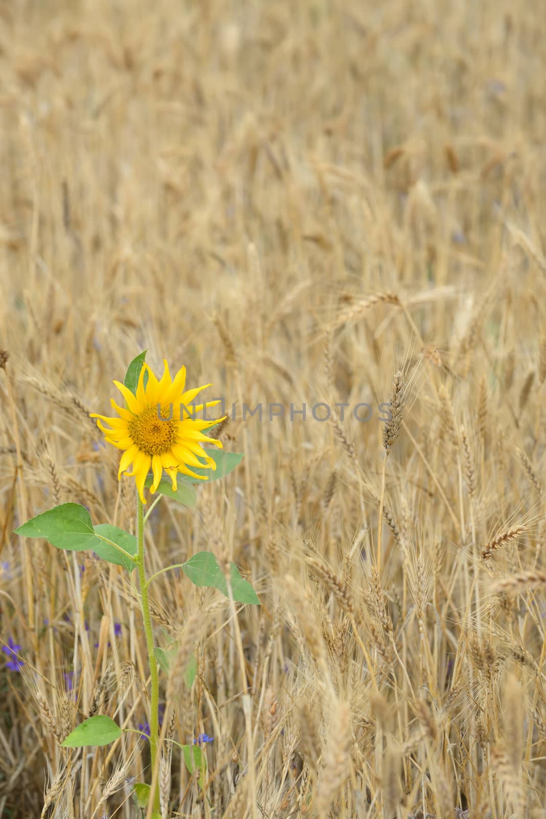 Isolated Sunflower in a wheat field