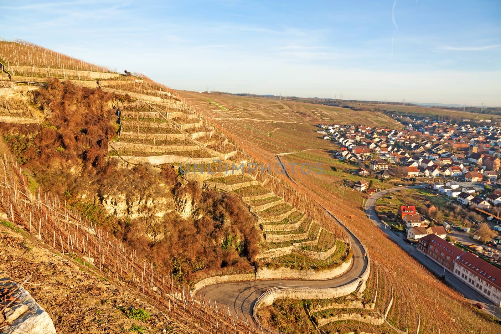 View over the vineyards (Hessigheimer Felsengaerten), town Hessigheim on the right