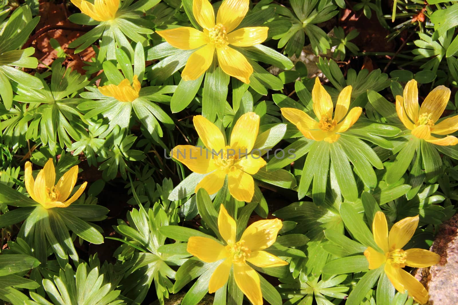 Yellow eranthis flower in early spring