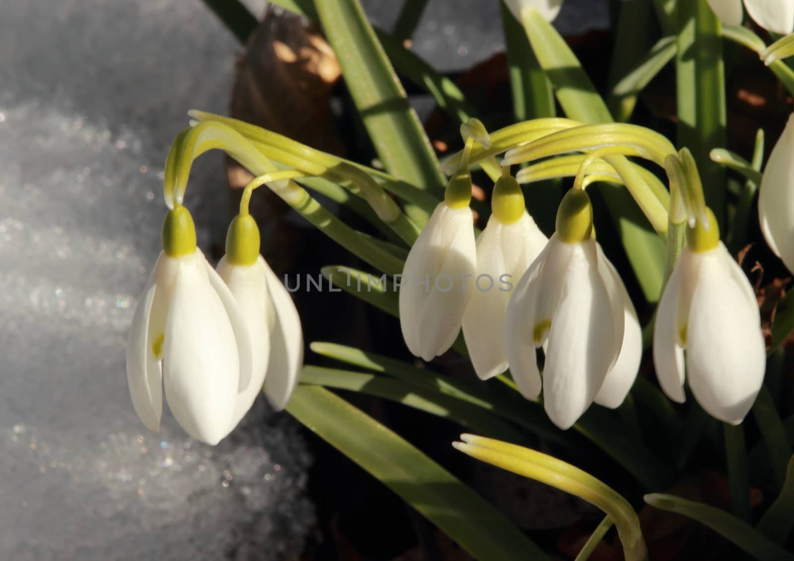 Common snowdrop closeup in winter garden