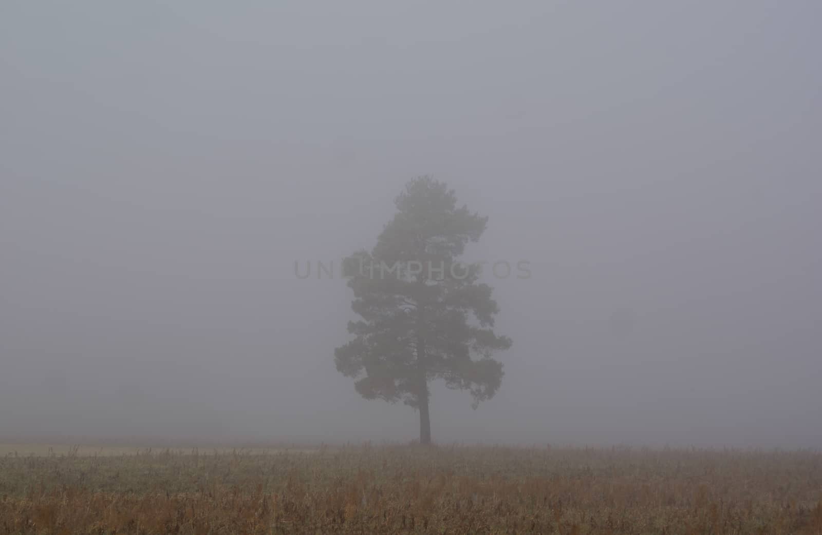 A lonely three in the fog