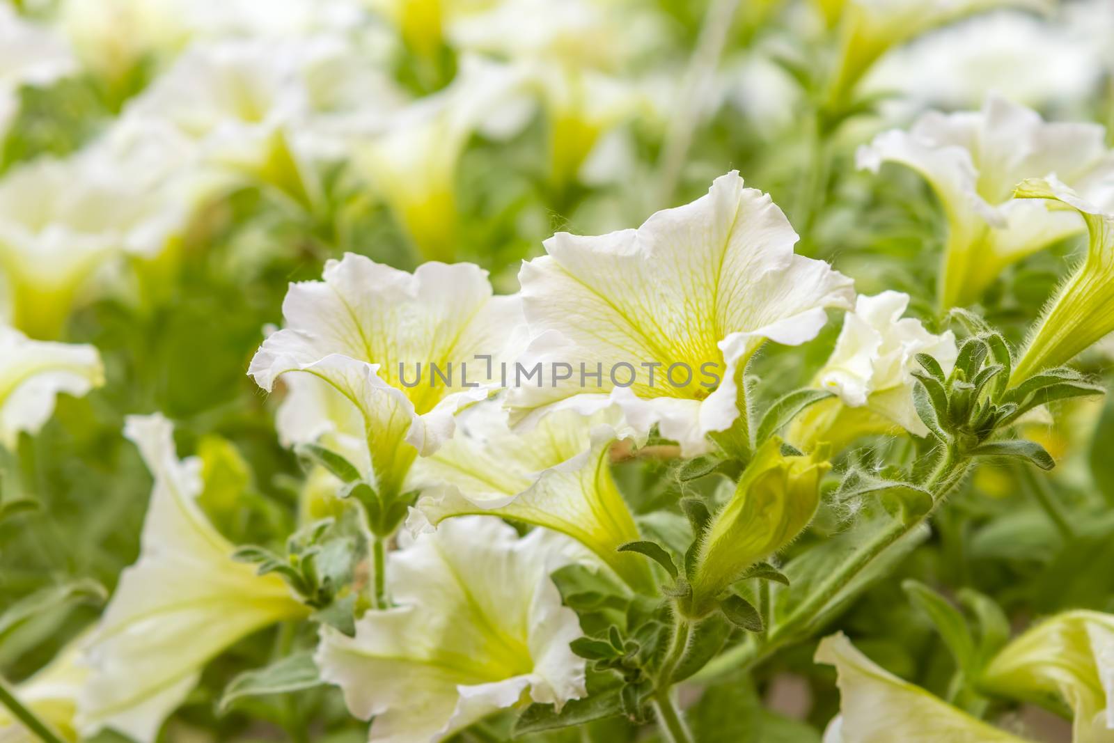 yellow petunia flowers in the garden in spring time by manaemedia