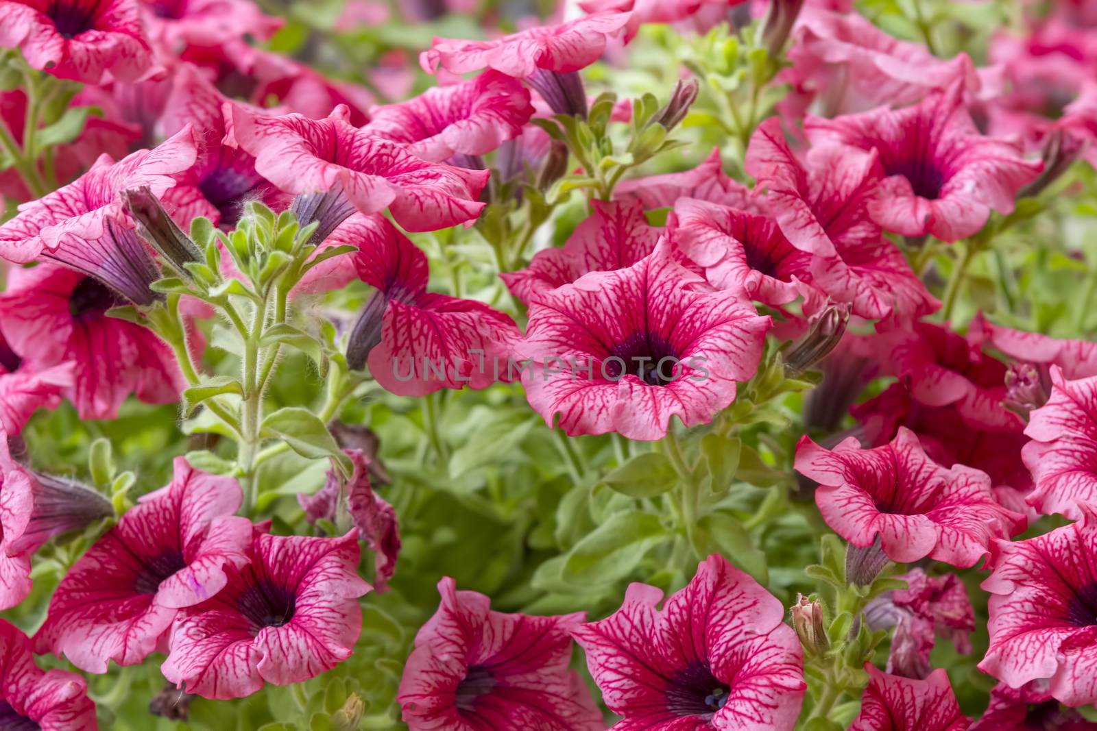pink petunia flowers in the garden in spring time by manaemedia