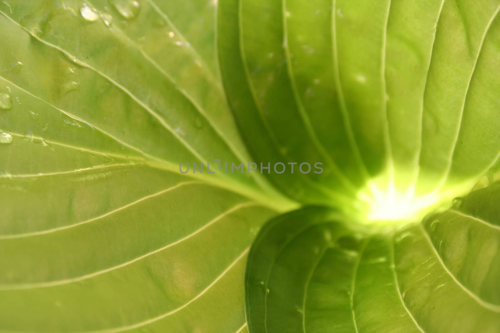 hosta leaf
