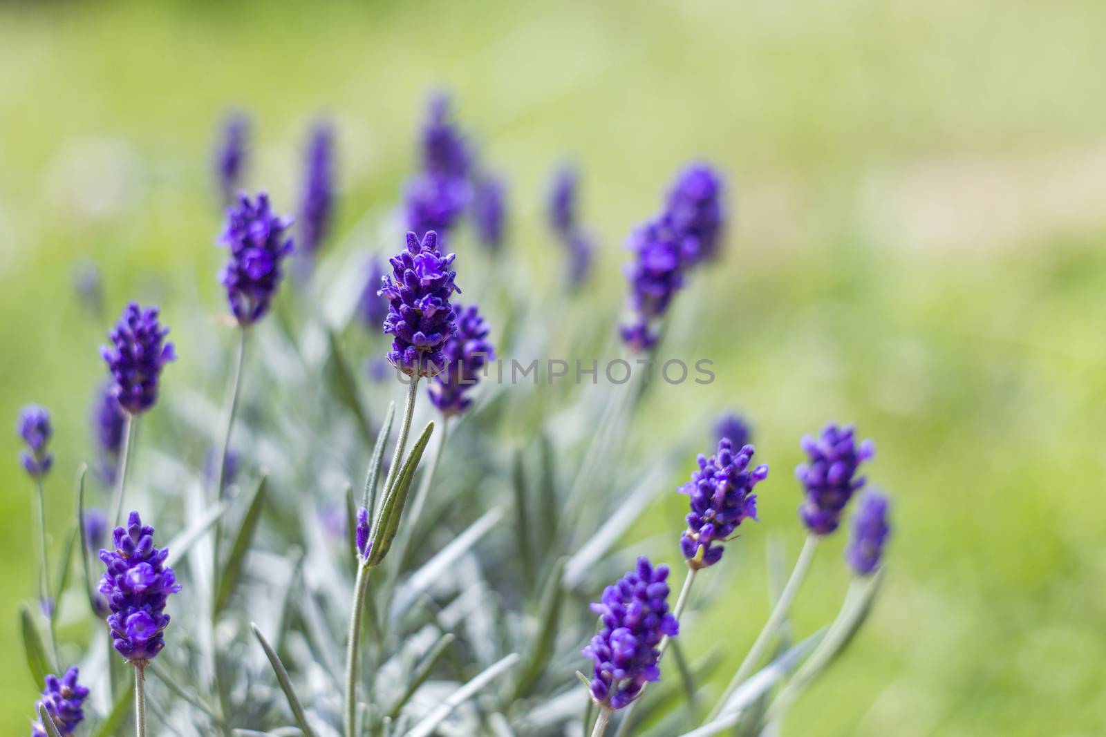 lavender flowers