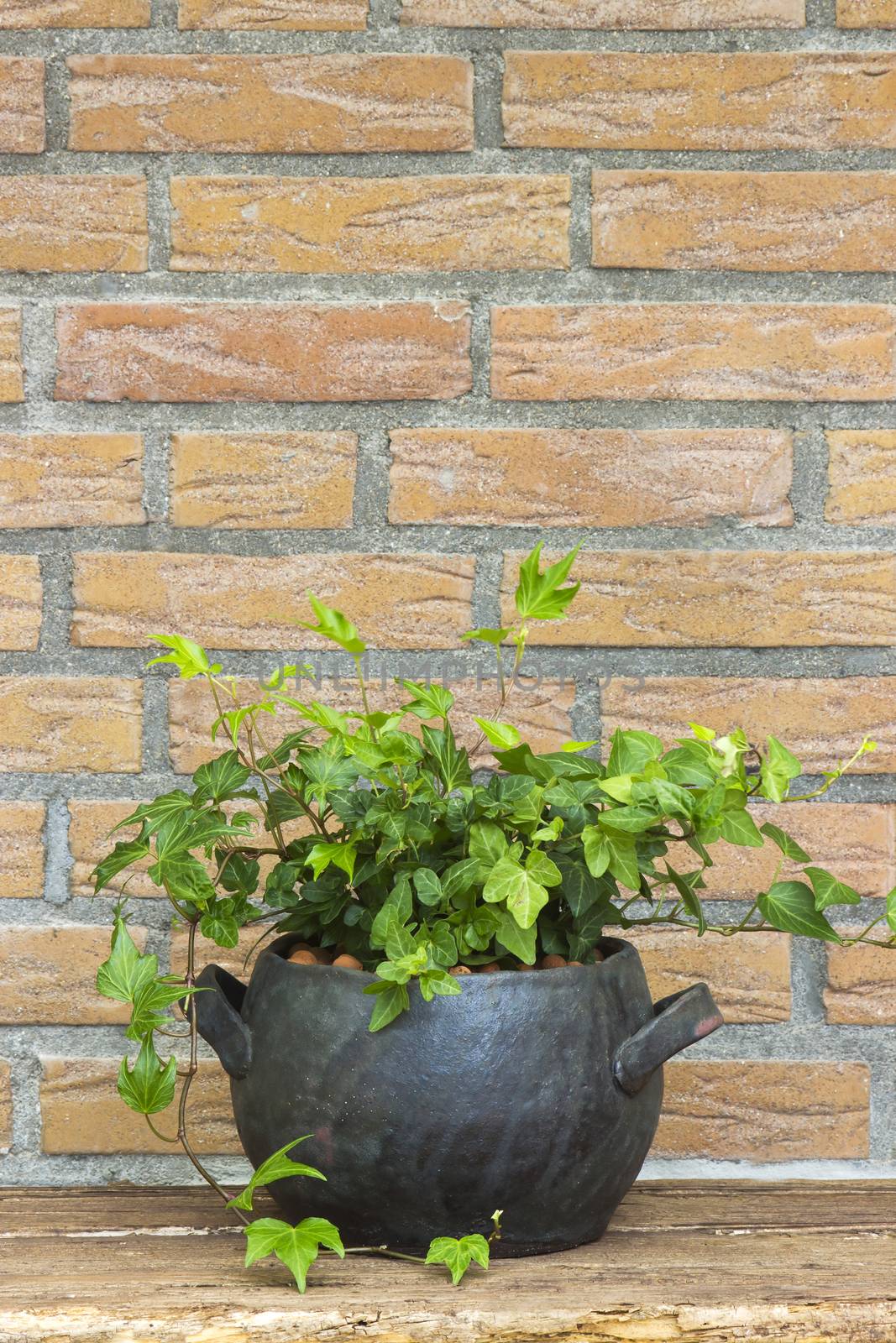 Green ivy plant in clay pot by miradrozdowski