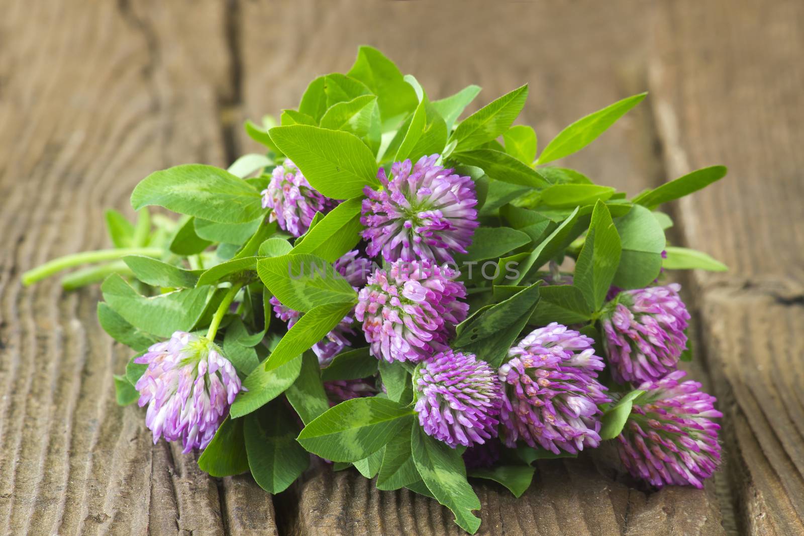 Bunch of clover on wooden background by miradrozdowski