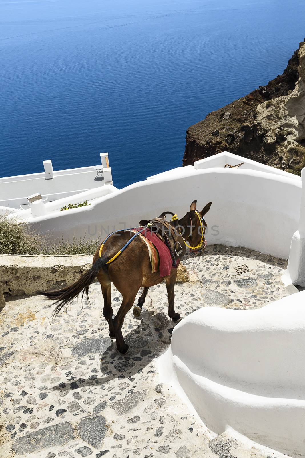 donkey on stairs of Santorini, traditional Greek life series