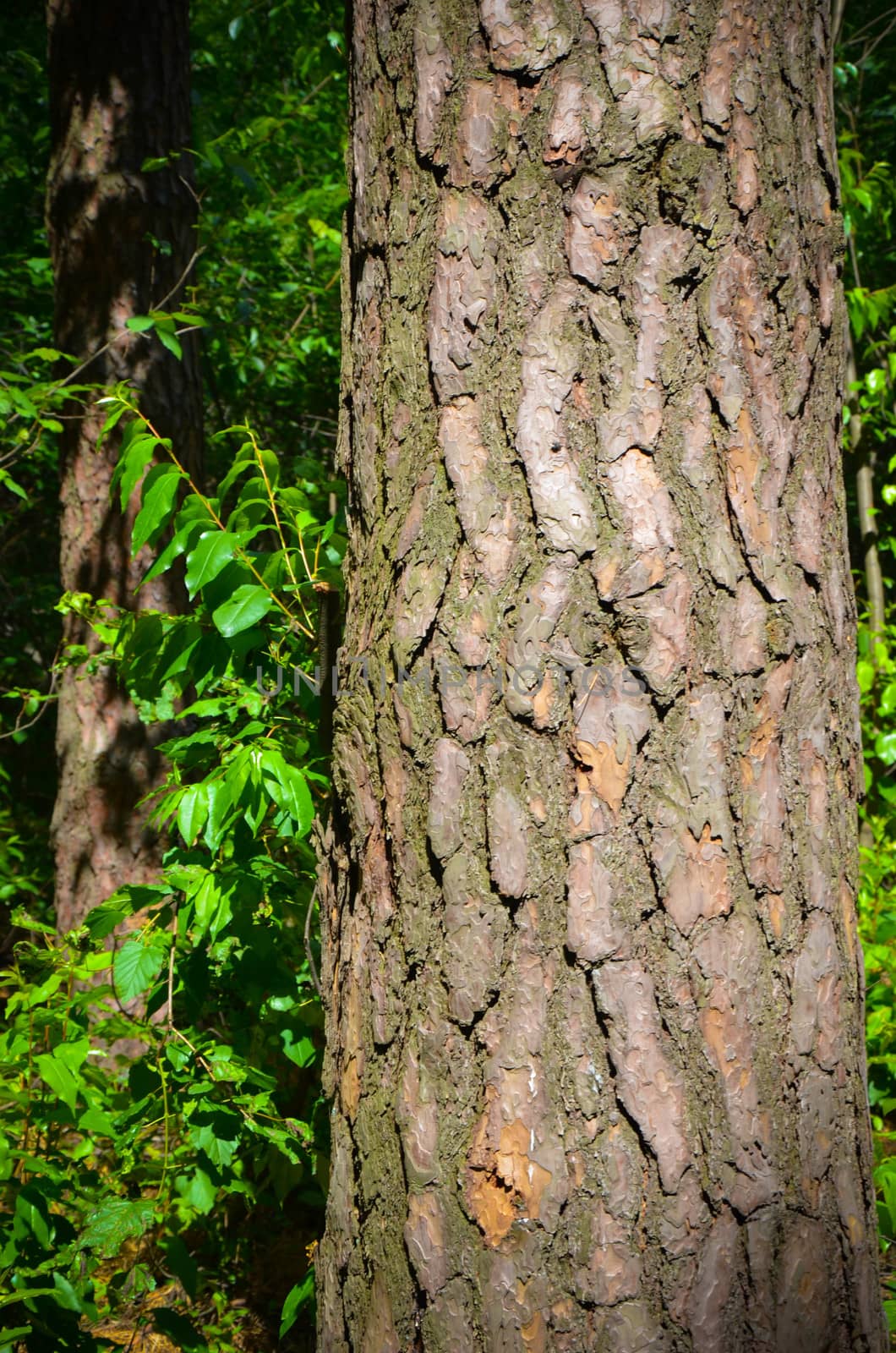 Bark of Pine Tree in the Ukrainian Forest