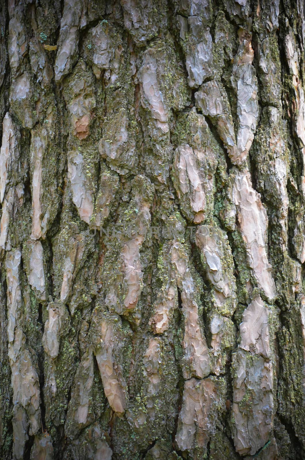 Bark of Pine Tree in the Ukrainian Forest