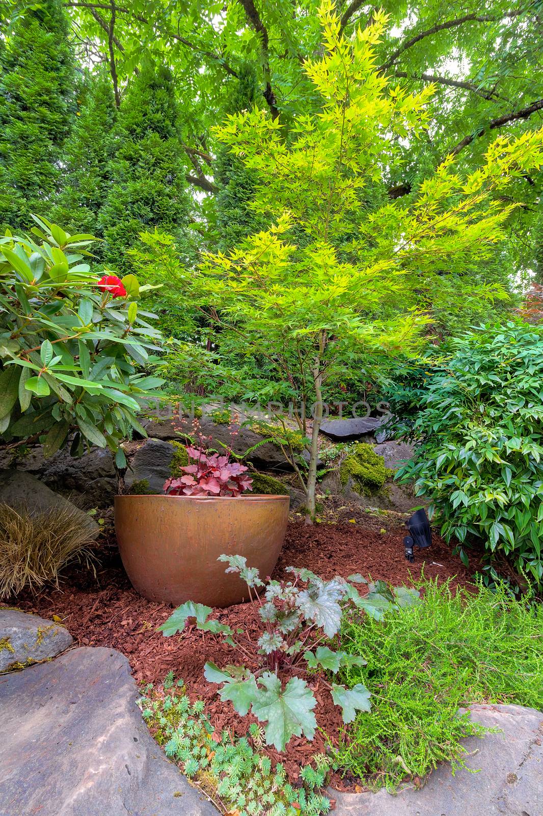 Garden Backyard with gold pot container in landscaped yard with plants shrubs and trees