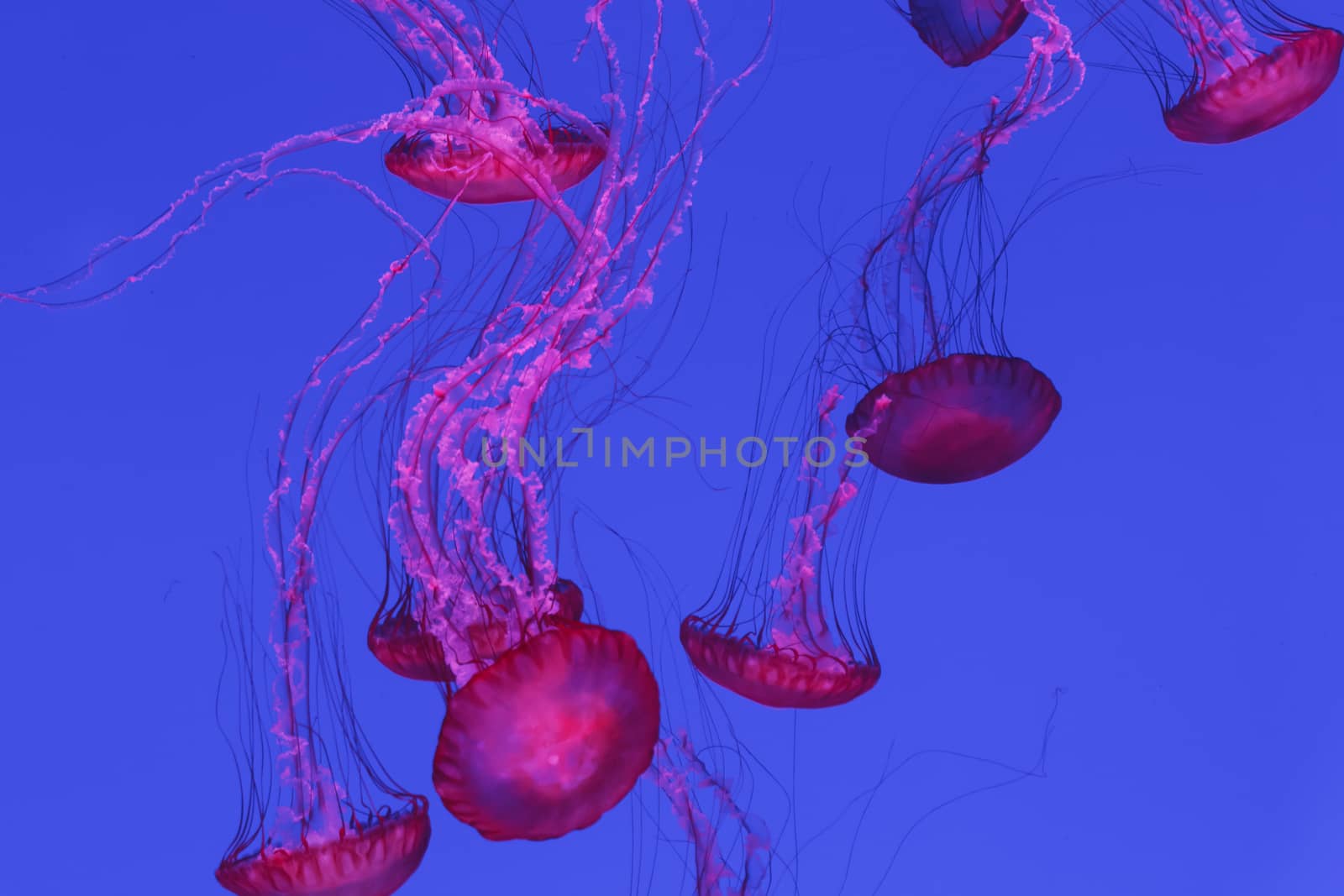 Colorful jellyfish in a backlight