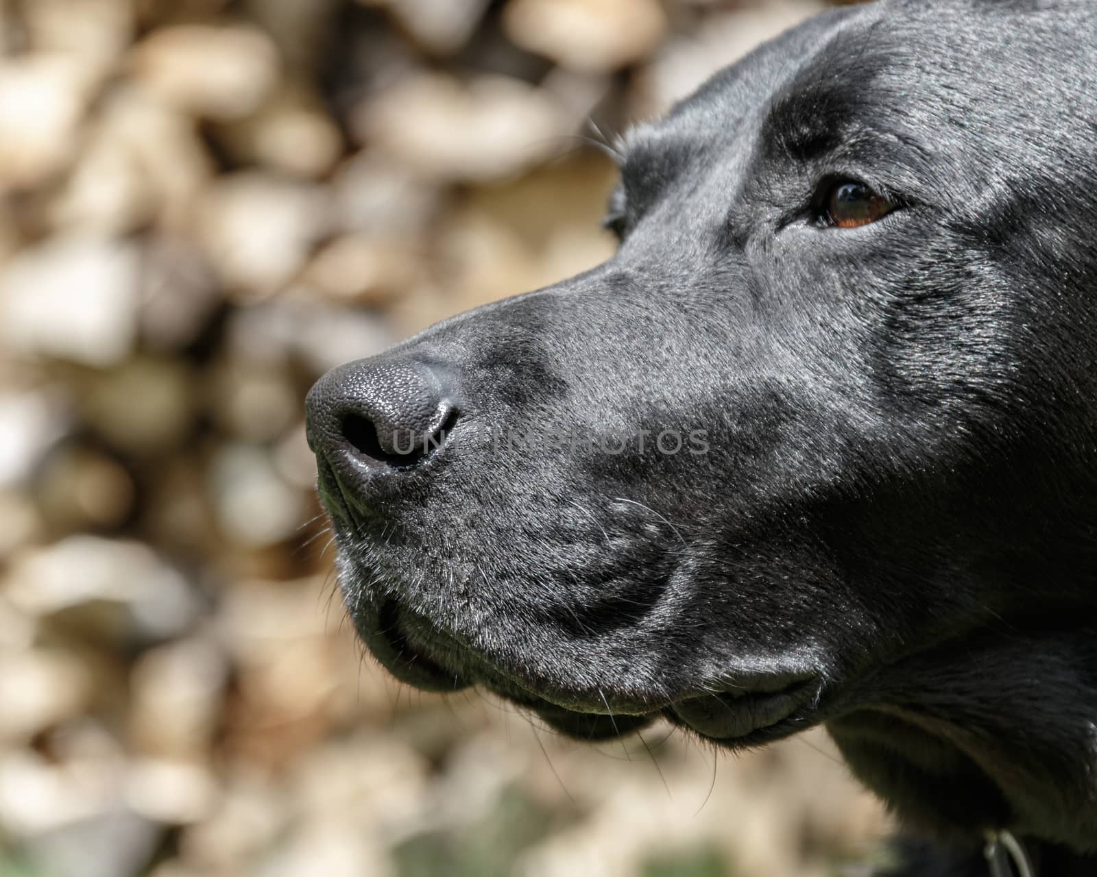 Labrador Retriever Portrait by lprising
