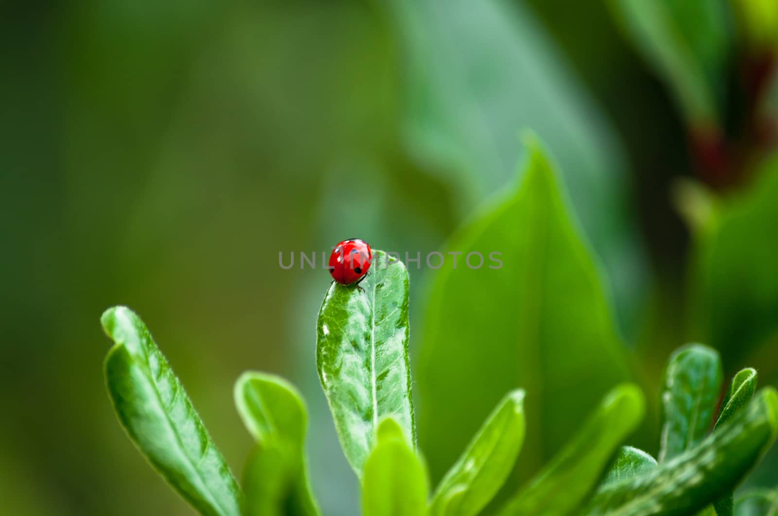 Closeup of ladybug on a leaf in a garden