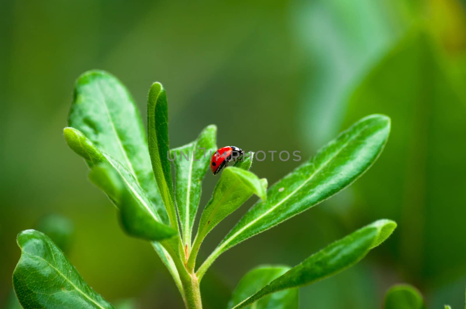 Closeup of ladybug on a leaf in a garden