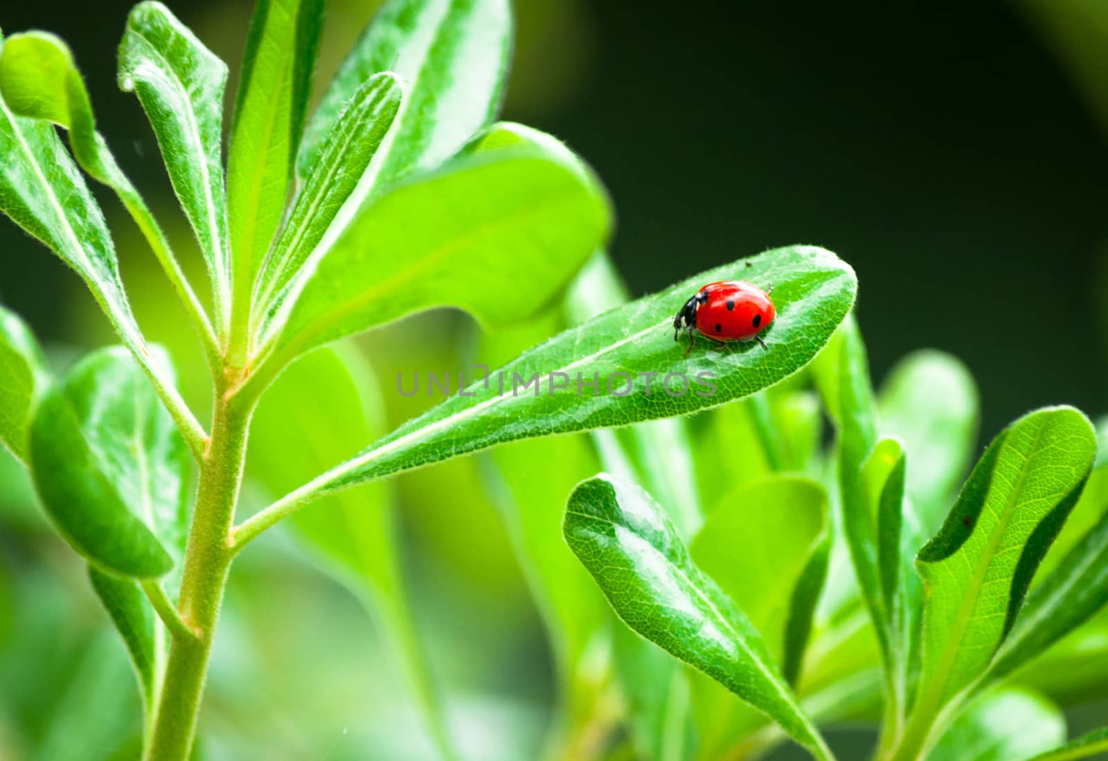 Closeup of ladybug on a leaf in a garden