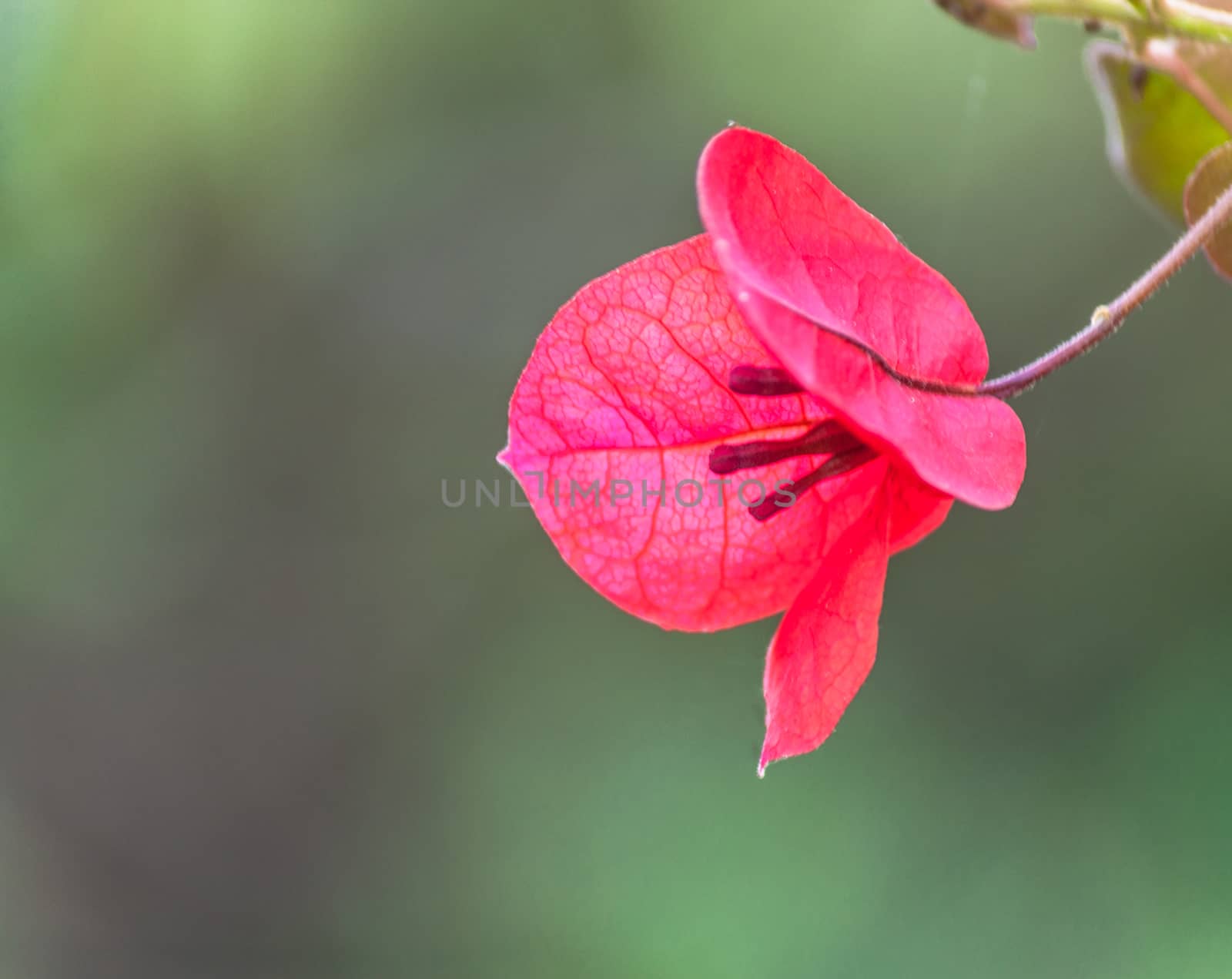 closeup of red flower of bouganville