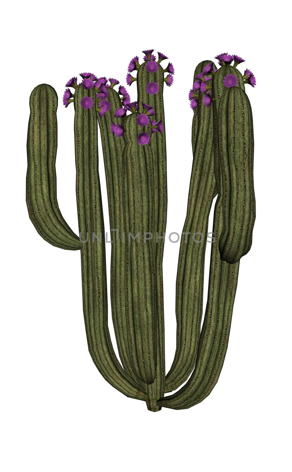 Big cactus with flowers isolated in white background - 3D render