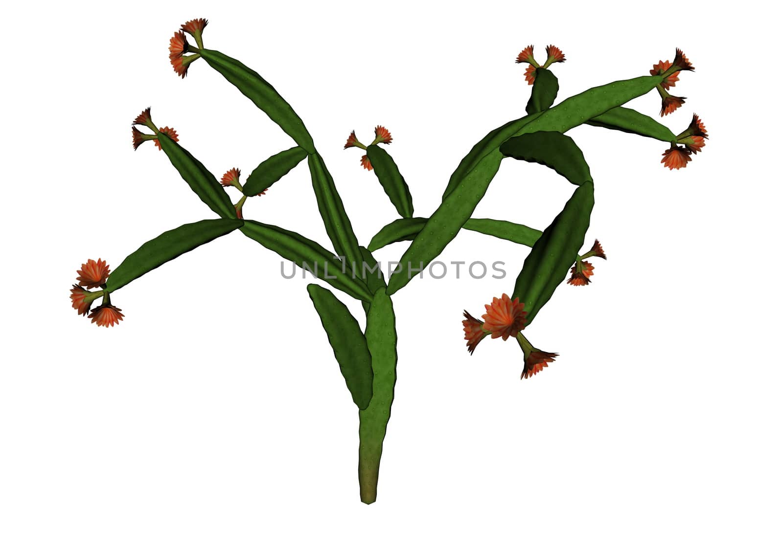 Thin cactus with small flowers isolated in white background - 3D render