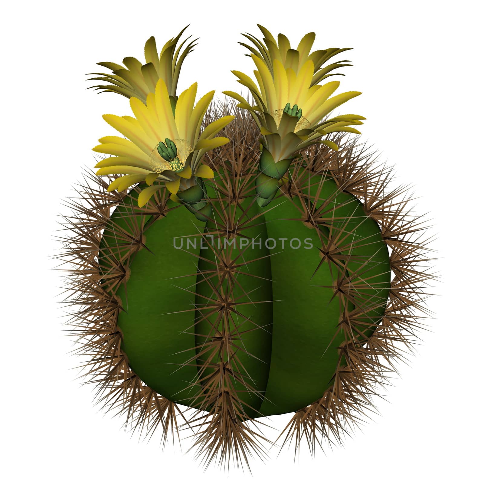 Spherical cactus with yellow flowers isolated in white background - 3D render