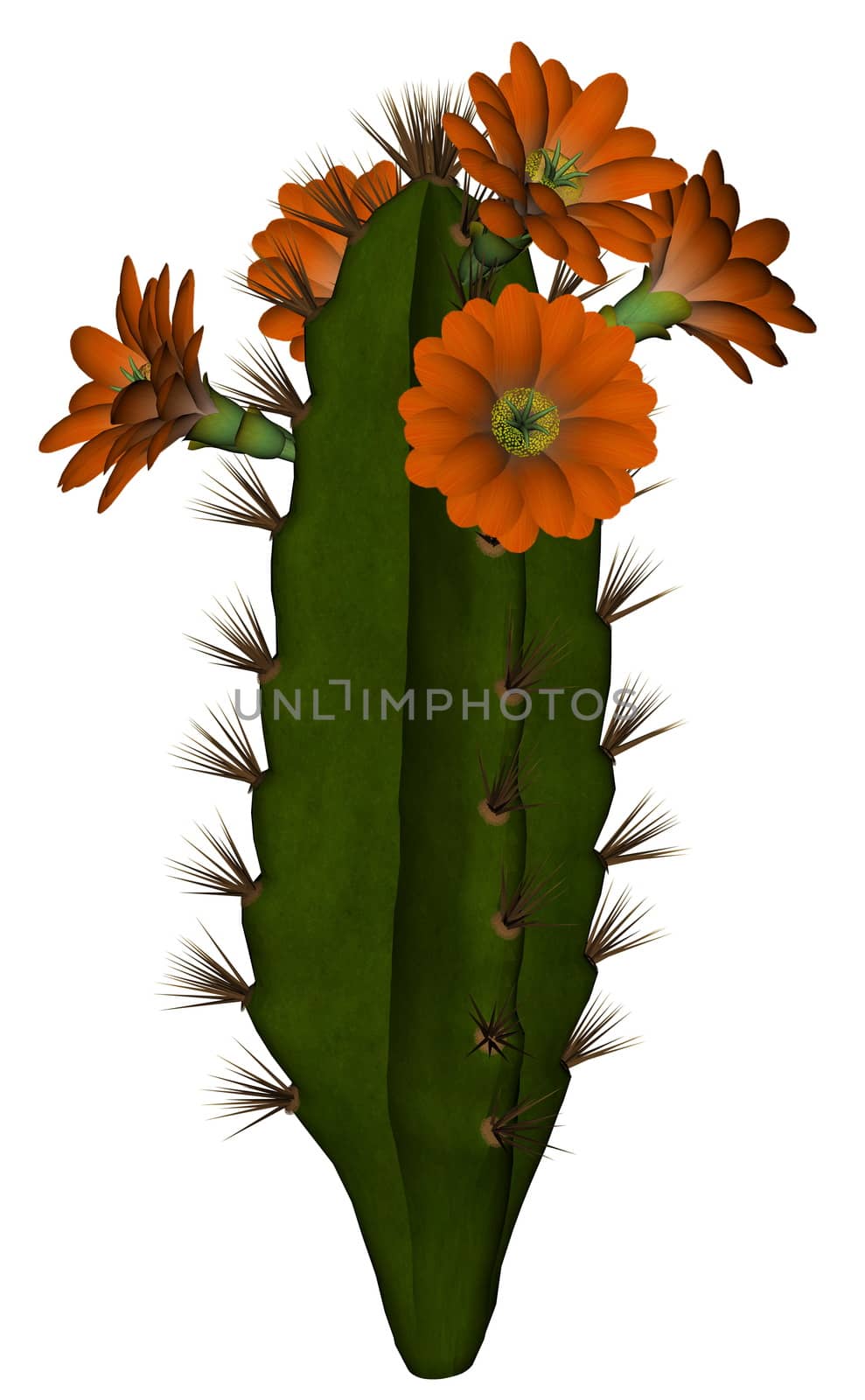 Cactus with flowers - 3D render by Elenaphotos21