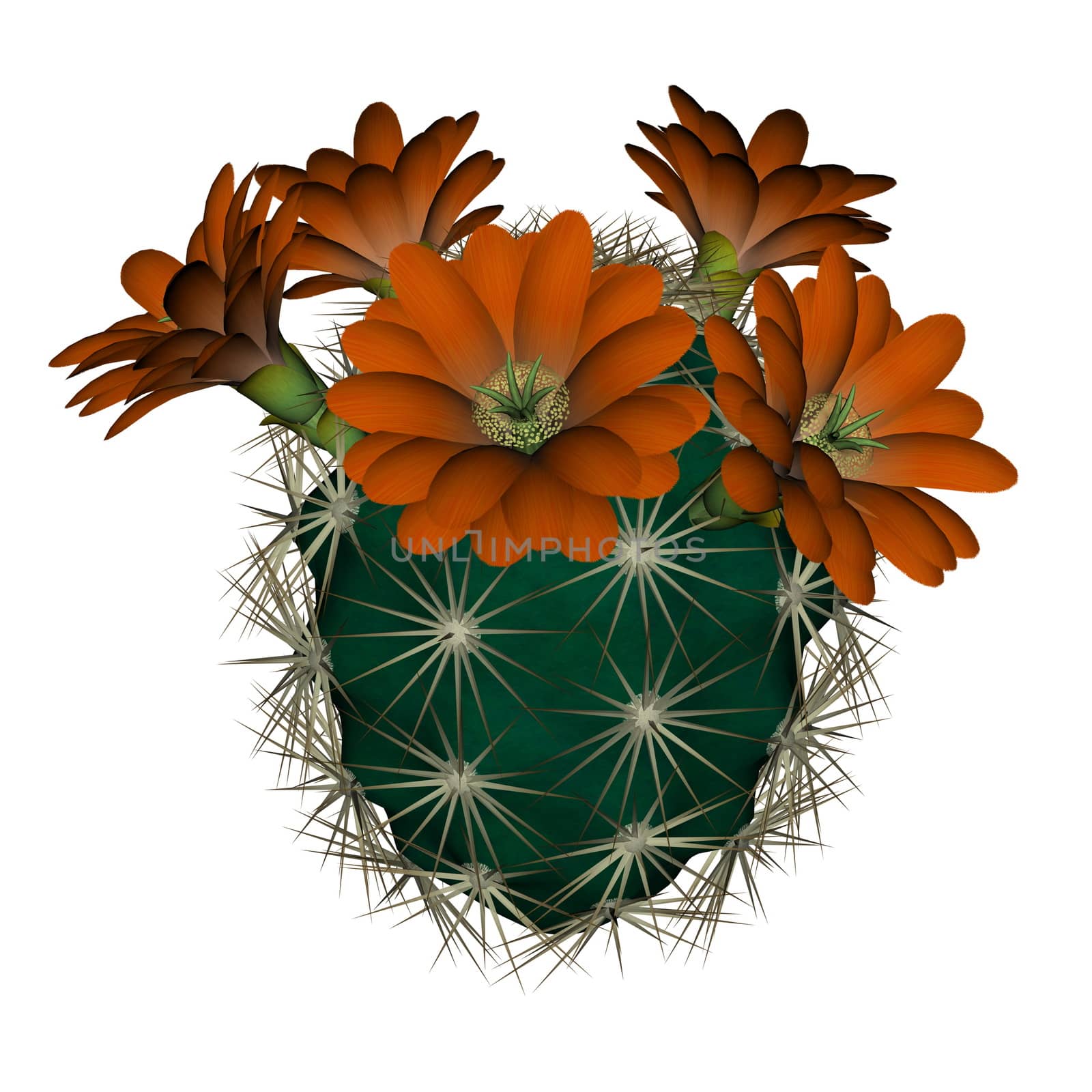 Spherical cactus with red flowers isolated in white background - 3D render
