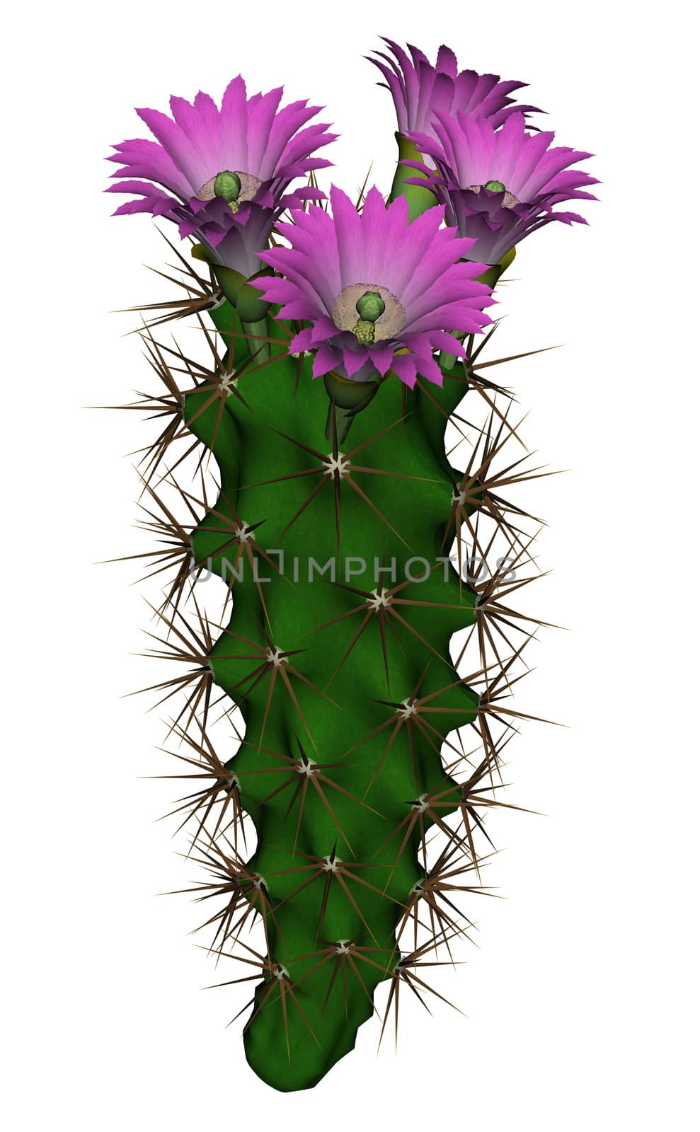 Cactus with flowers - 3D render by Elenaphotos21